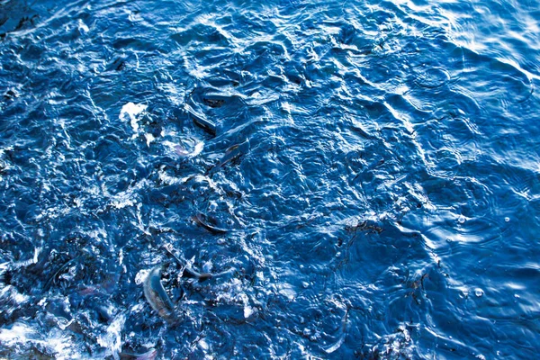 Wasser und Fisch Hintergrund, schwarze und blaue Farbe — Stockfoto