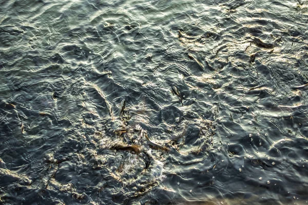 Siyah su ve balık arka planı — Stok fotoğraf