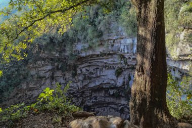 Las Golondrinas Bodrumu (Hirundo rustica), Meksika 'nın San Luis Potosí eyaletine bağlı Aquismón şehrinde bulunan doğal bir uçurum.