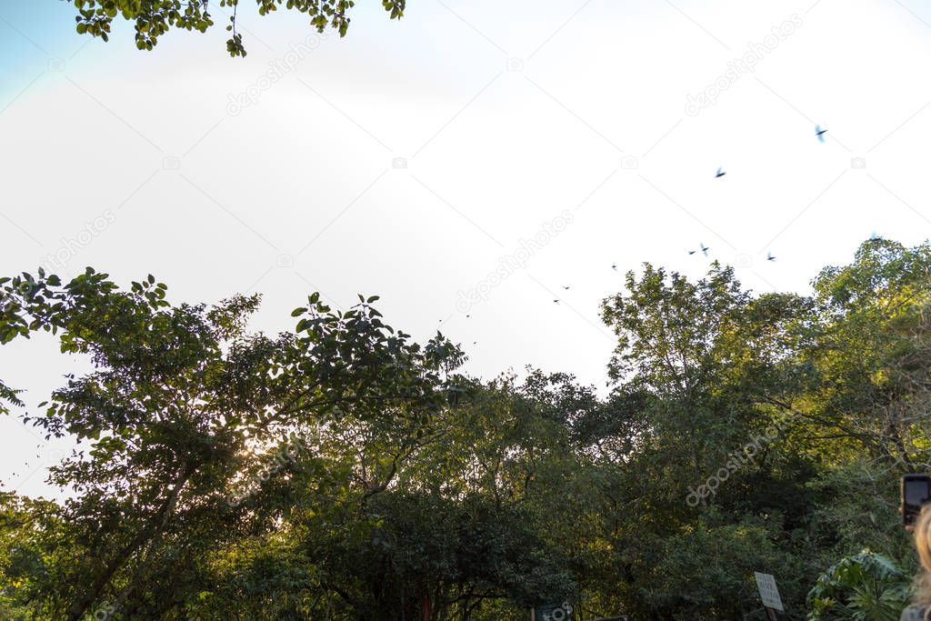 Flock of bird swallows over white background sky and green trees texture