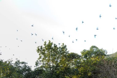 Flock of bird swallows over white background sky and green trees texture
