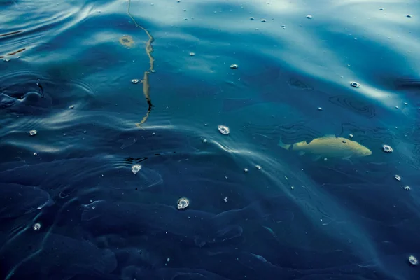 물고기의 검은색 파란색 — 스톡 사진