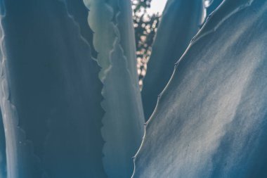 Çivilenmiş Agave, dikenli yaprak, soyut doğa arka planı, egzotik bitki, yeşil ve mavi tonlu, sanal arka plan, video konferans arka planı