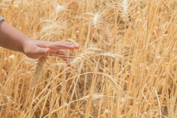 Mano Niña Tocando Planta Trigo —  Fotos de Stock