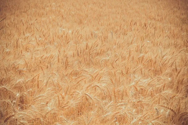 Zlaté Pšeničné Pole Při Západu Slunce Farmě Puebla Mexico — Stock fotografie