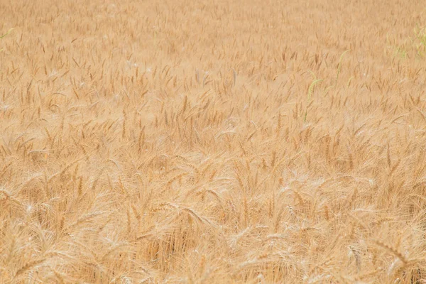 Puebla Meksika Sunset Bir Çiftlikte Altın Buğday Tarlası — Stok fotoğraf