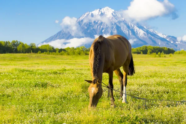 Beautiful horse grazes on a green meadow in the autumn — Stock Photo, Image