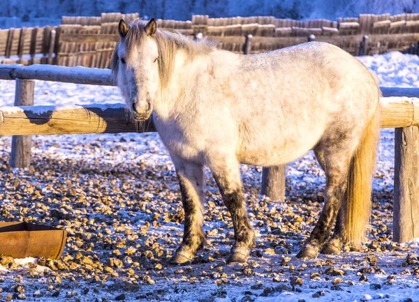 Horses on a farm in the frosty winter evening — Stock Photo, Image