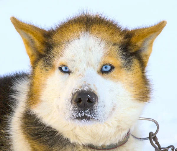 マラミュートそり犬の頭 — ストック写真