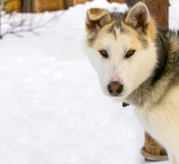 そり犬子犬シベリアン ハスキーのクローズ アップ. — ストック写真