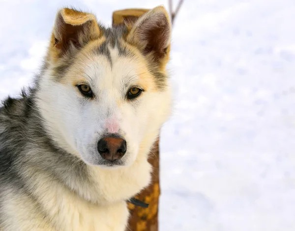 Sled dog pup Siberische Husky closeup. — Stockfoto