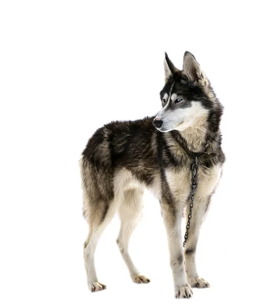 Hermoso perro huskies aislado en blanco — Foto de Stock