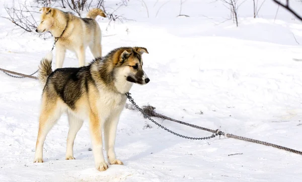 Sáňkovat pes štěně sibiřský Husky — Stock fotografie