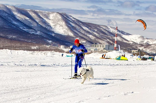 Катание на лыжах с собакой в упряжке . — стоковое фото