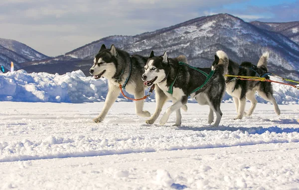 Kışın kar üzerinde kızak köpek yarışı — Stok fotoğraf