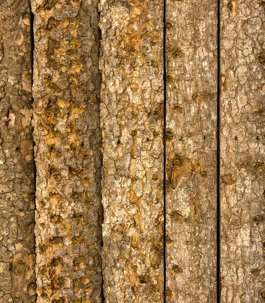 Textura de corteza de árbol cruda . — Foto de Stock