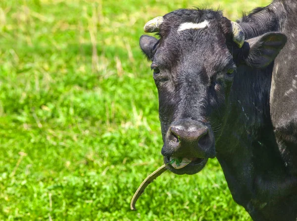Cow portrait. Cow lying on  grass. — Stock Photo, Image