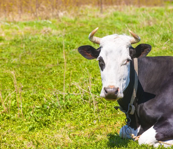 Cow portrait. Cow lying on mountain grass. — Stock Photo, Image