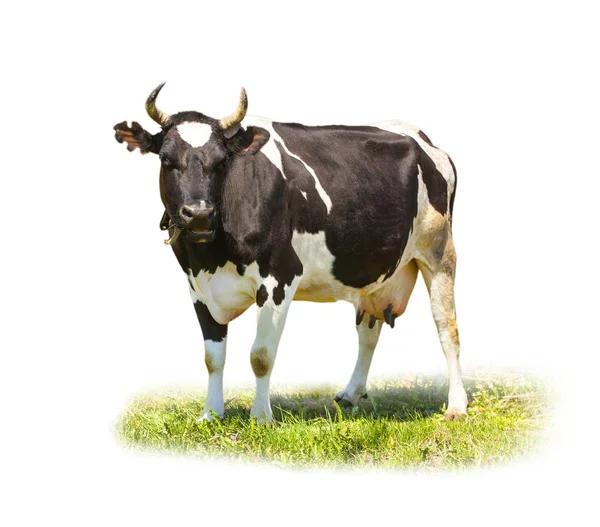 Spotted black and white cow full length isolated on white — Stock Photo, Image