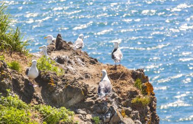 Martılar çiftleri yuva üzerinde oturuyor