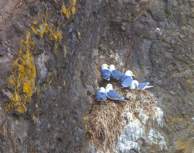 Martılar çiftleri kaya üzerinde yuva üzerinde oturuyor.