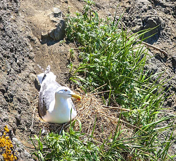 Gaviota sentada en un nido en una roca eclosionando huevos . —  Fotos de Stock