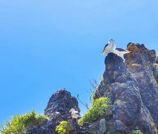 Las gaviotas están sentadas en parejas en una roca —  Fotos de Stock