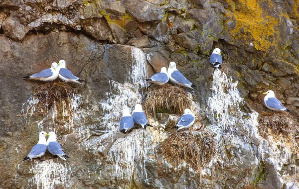 Las gaviotas están sentadas en parejas en los nidos en la roca . —  Fotos de Stock