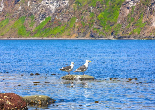 Dos gaviotas se paran sobre una roca en una bahía oceánica —  Fotos de Stock