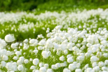 Arctic cotton grass in Kamchatka clipart