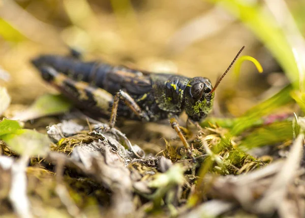 small insect grasshopper on the yellow and green grass.