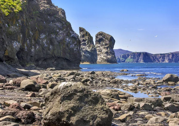 Martılar ve düşük gelgit deniz dibinin kayalar. — Stok fotoğraf