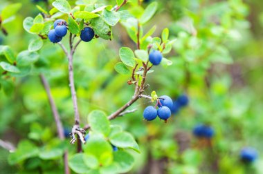Çalıların üzerinde taze organik yabanmersini. Kapat..