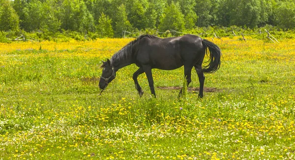 Dark horse grazing on a flower field. — Stock Photo, Image