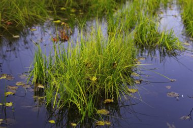 Gölü kıyısında doğa saflık çimen.