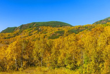 Volkan eğimi çam ağaçlarıyla kaplı.