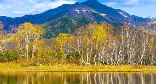 白桦树在秋天背景 o 在湖中反思 — 图库照片