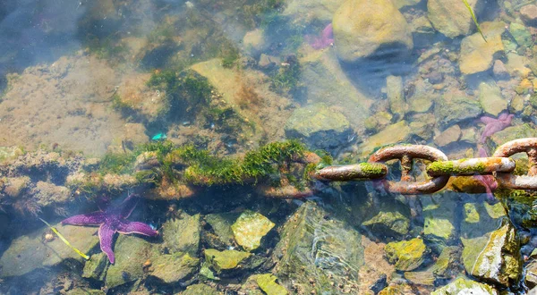 Velha corrente enferrujada coberto com ervas daninhas do mar verde coloca em um concr cinza — Fotografia de Stock