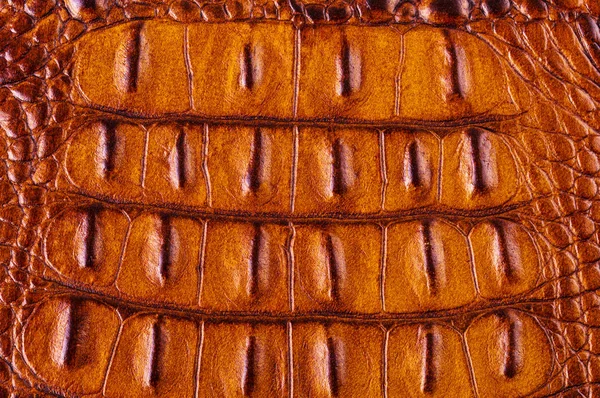 Couro de crocodilo para fabricação de sapatos de luxo, roupas, ba — Fotografia de Stock