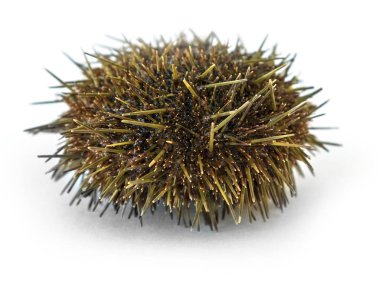 Beyaz arka plan üzerinde izole Pasifik Okyanusu'ndan deniz kestanesi