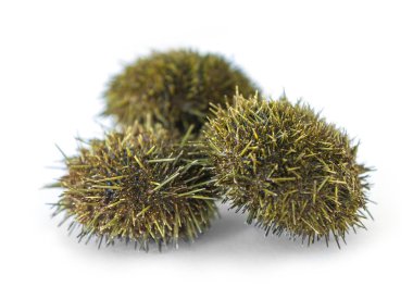 Beyaz arka plan üzerinde izole Pasifik Okyanusu'ndan deniz kestanesi