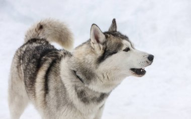 bağlı genç erkek Husky.