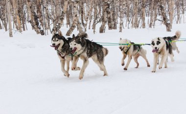 Kamçatka kızak köpek yarış Beringia,