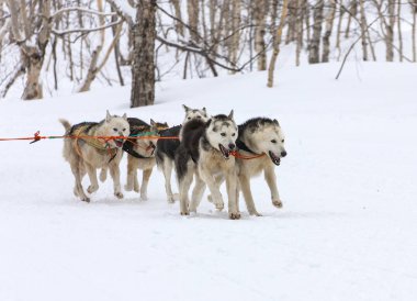 Kamçatka kızak köpek Beringia, kızak köpeği Raci Rusya Kupası yarışı