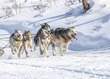 Husky köpekleri kızak güneşli kış ormanı çekiyoruz 