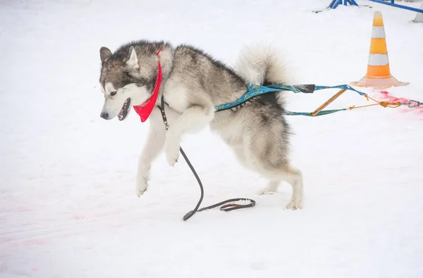 Pes v zimě soutěží hmotnost roztažením. — Stock fotografie
