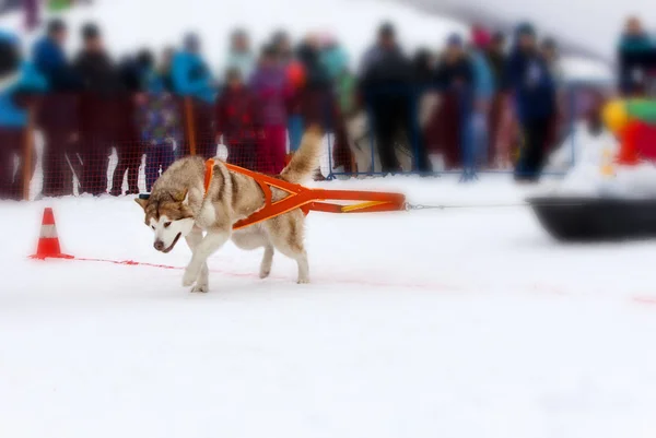 The dog in the winter competitions Weight pulling.