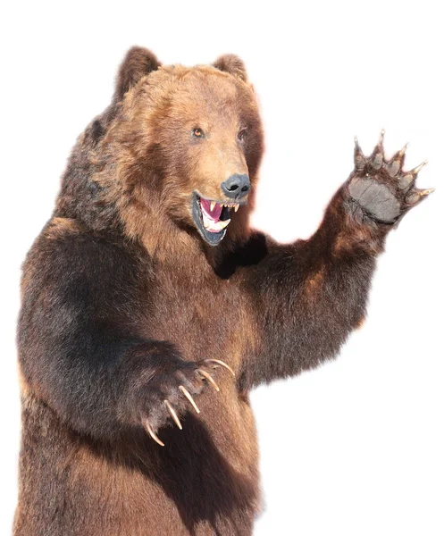 Taxidermia de um urso castanho Kamchatka — Fotografia de Stock