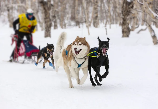 Kamchatka Sled Dog Racing Beringia — Stock Photo, Image