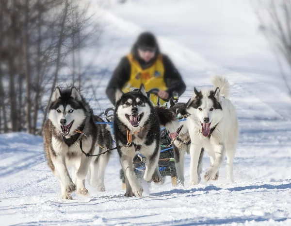 Geleneksel Kamçatka köpek kızak yarışı Elizovsky sprint — Stok fotoğraf